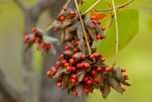 Crabs-eye-Bead vine