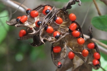 Crabs-eye-Rosary pea