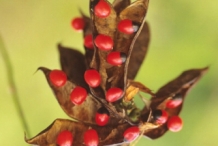 Crabs-eye-Rosary bean