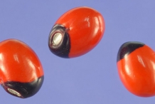 Crabs-eye-Licorice vine