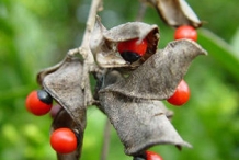 Crabs-eye-Love bean
