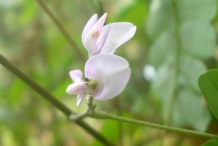 Crabs-eye-Lucky bean creeper
