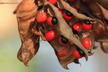 Crabs-eye- Red bead vine