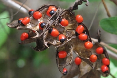 Crabs-eye-Rosary pea