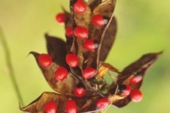 Crabs-eye-Rosary bean