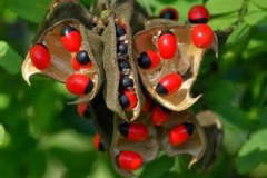 Crabs-eye-Weather vine