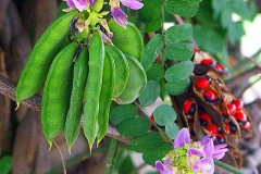 Crabs-eye-Coral bean
