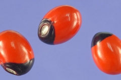 Crabs-eye-Licorice vine