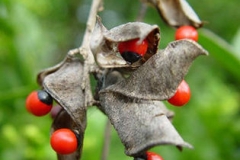 Crabs-eye-Love bean