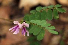 Crabs-eye-Prayer beads
