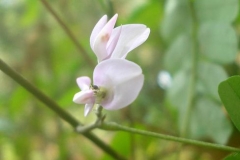 Crabs-eye-Lucky bean creeper