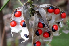 Crabs-eye-Prayer bean