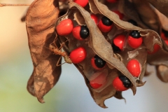 Crabs-eye- Red bead vine