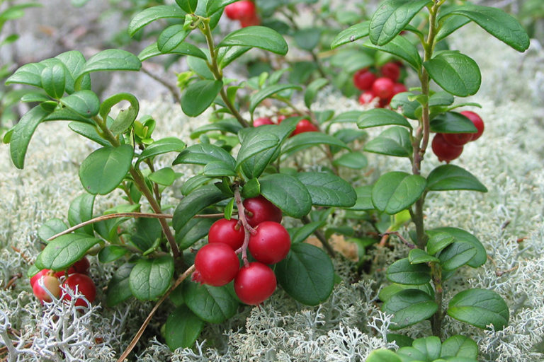 Cranberry-on-the-plant