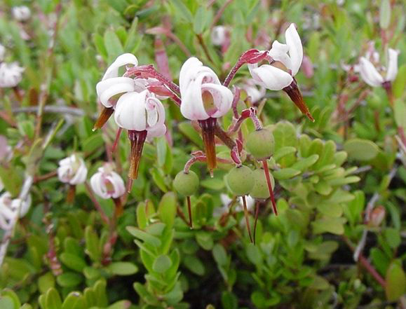 Flowers-of-Cranberry-plant