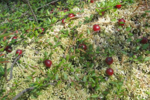 Cranberries-Growing-Wild