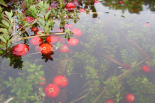 Cranberry-growing-inside-water