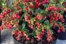 Cranberry-on-the-pot