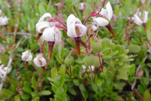 Flowers-of-Cranberry-plant
