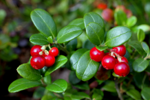 Leaves--of-Cranberry-plant