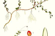 Plant-Illustration-of-Cranberry