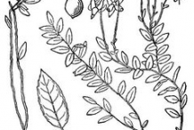 Sketch-of-Cranberries