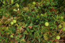 Unripe-Cranberries