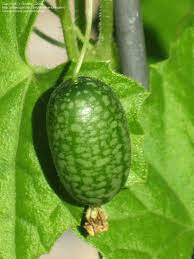 Immature-fruits-of-Creeping-cucumber
