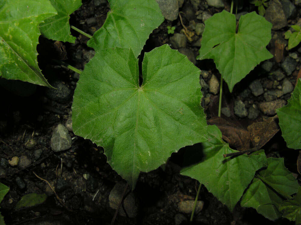 Leaves-of-Creeping-cucumber