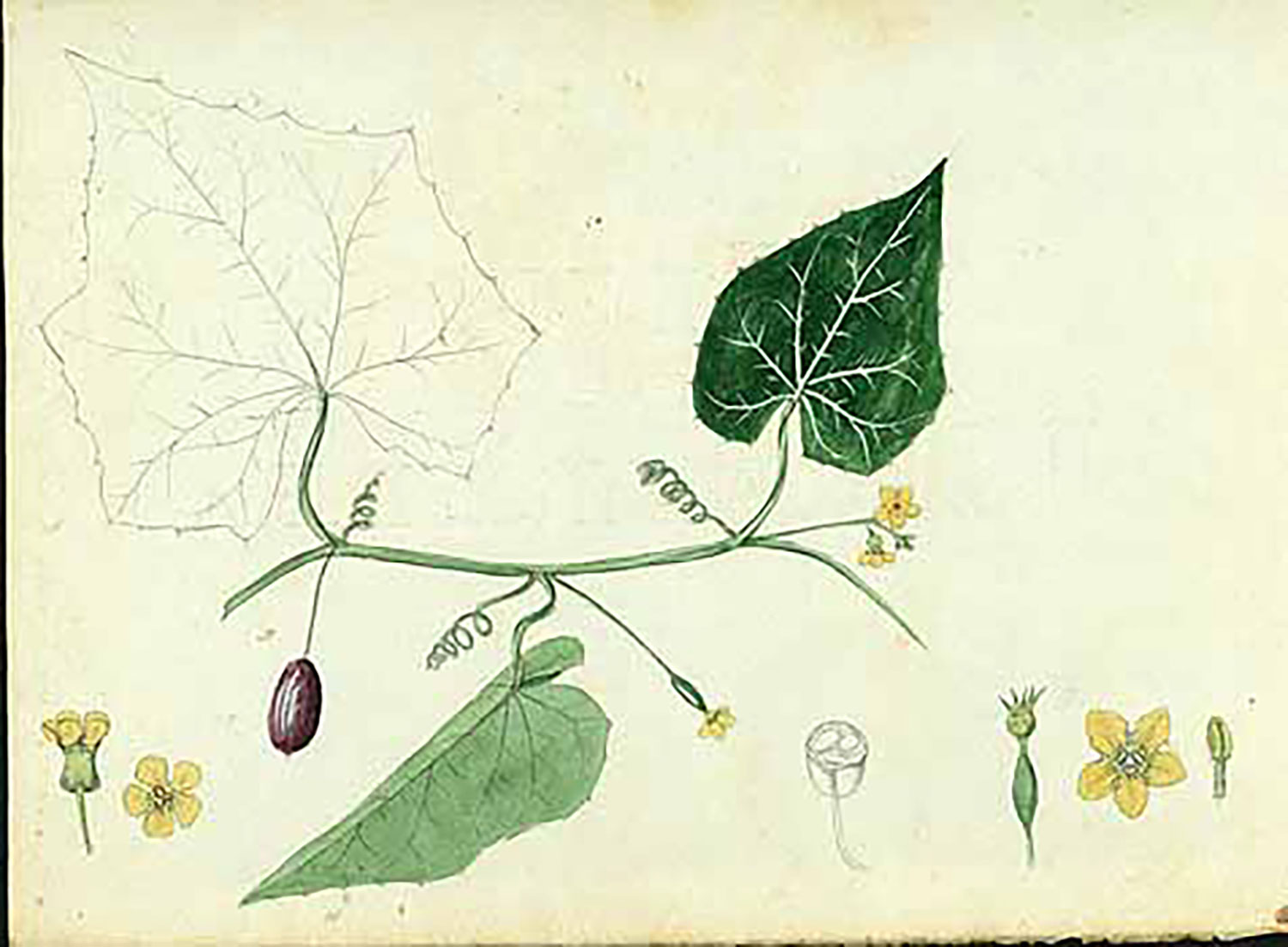 Plant-illustration-of-Creeping-cucumber