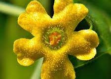 Closer-view-of-flower-of-Creeping-cucumber
