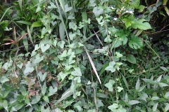Creeping-cucumber-Plant-growing-wild