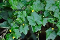 Creeping-cucumber-plant