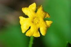 Flower-of-Creeping-cucumber