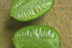 Half-cut-fruits-of-Creeping-cucumber