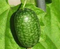 Immature-fruits-of-Creeping-cucumber