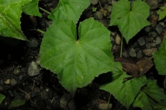 Leaves-of-Creeping-cucumber
