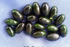 Mature-fruits-of-creeping-cucumber