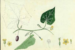 Plant-illustration-of-Creeping-cucumber
