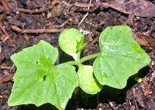 Sapling-of-Creeping-cucumber