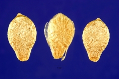 Seeds-of-Creeping-cucumber