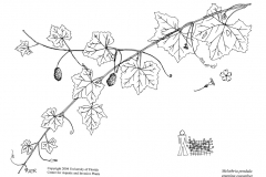Sketch-of-Creeping-cucumber