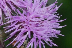 Closer-view-of-flower-of-Creeping-thistle