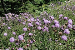 Creeping-thistle-Plant-growing-wild