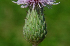 Flowering-head-of-Creeping-thistle