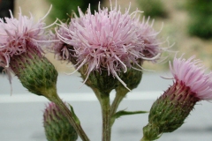 Flowers-of-Creeping-thistle