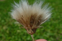 Fruiting-head-of-Creeping-thistle