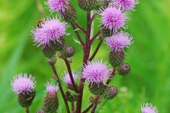 Inflorescence-of-Creeping-thistle