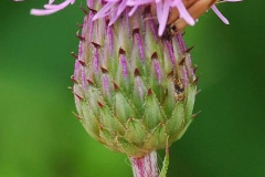 Involucre-of-Creeping-thistle