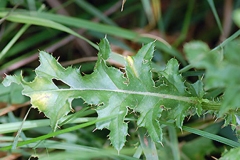 Leaves-of-Creeping-thistle